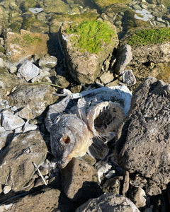 Big fish kill going on at Lac du Der