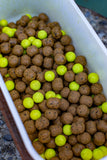 Fort van Bornem '26 Hard Hookbaits & Pop Ups in one I Scopex 001 - Black Pepper - MonkeyMino blend