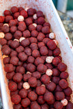 Danske Karpefiskere '26 Hard Hookbaits & Pop Ups in one I North Sea Shrimp - MonkeyMino blend
