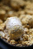 Black Label Baits - Scopex Milk+ Liquid 500ml